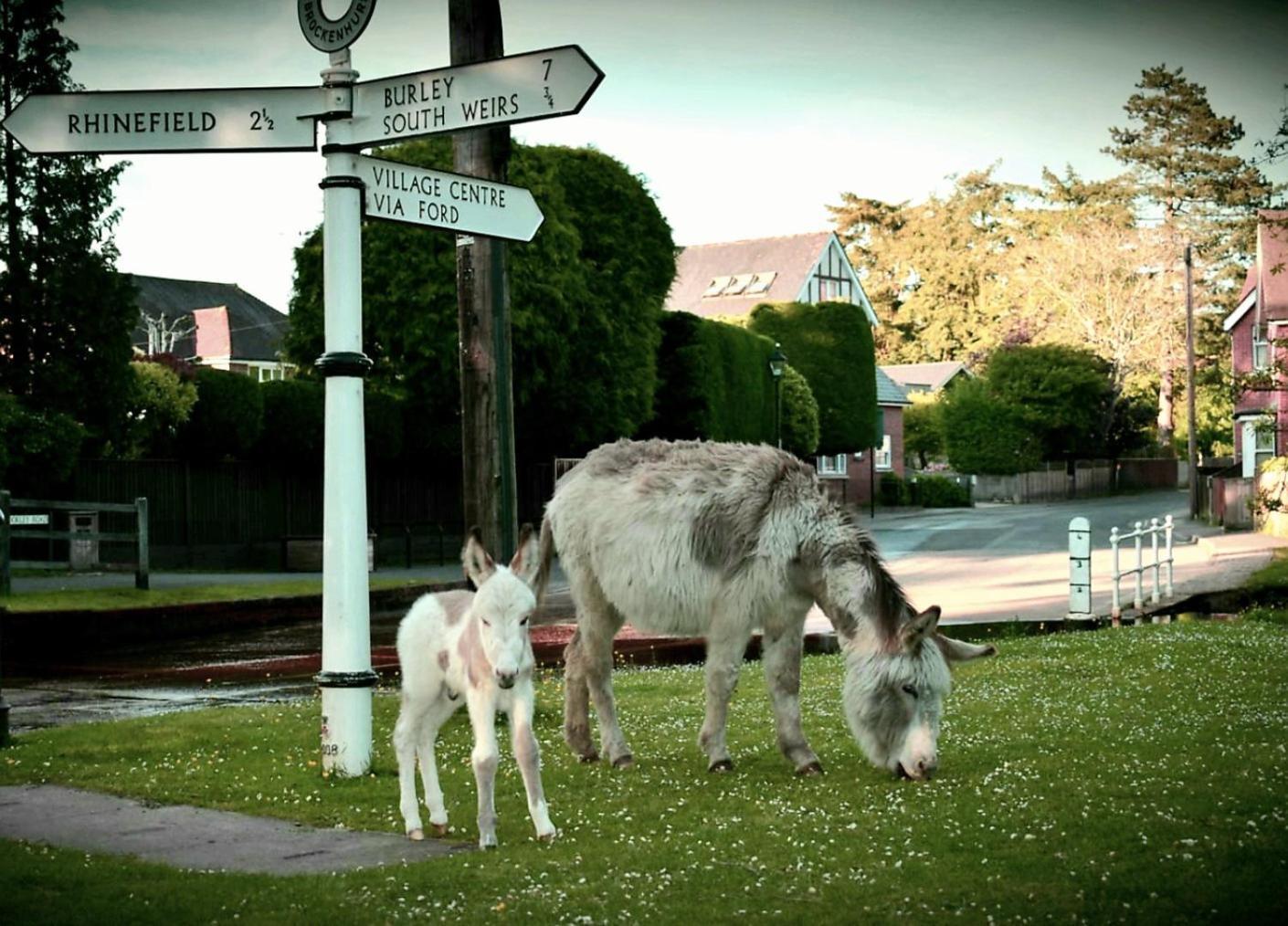 Дом отдыха Fabulous In The Heart Of The New Forest - Great For Families And Groups, Sleeps 9