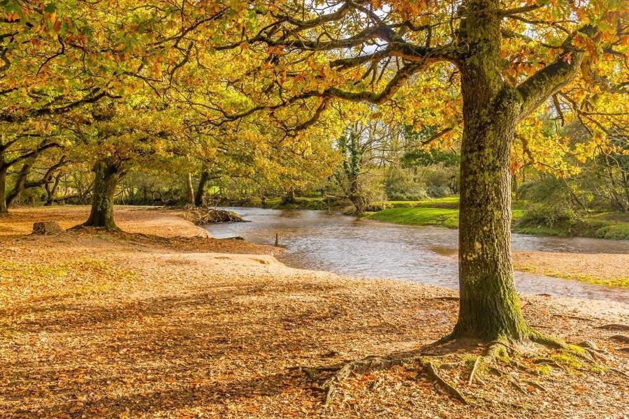 Fabulous In The Heart Of The New Forest - Great For Families And Groups, Sleeps 9 Дом отдыха Брокенхёрст